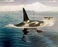 Orka