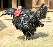 Puter